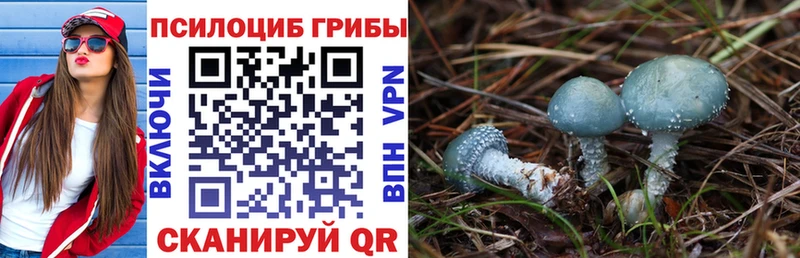 Псилоцибиновые грибы Psilocybe Верхняя Пышма